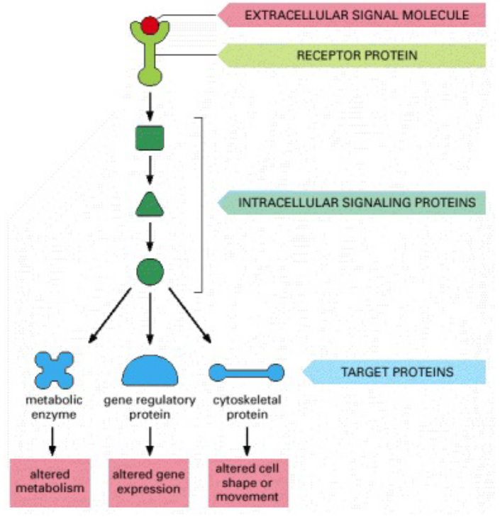 Intracellular Signalling