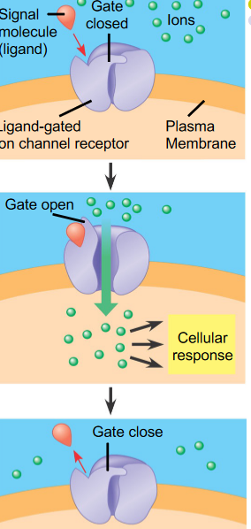 Ion Channel-Linked Receptors