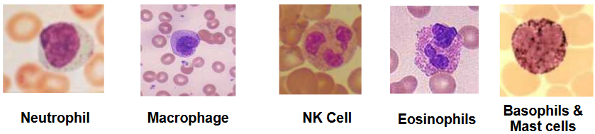 Cells Involved in Innate Immunity