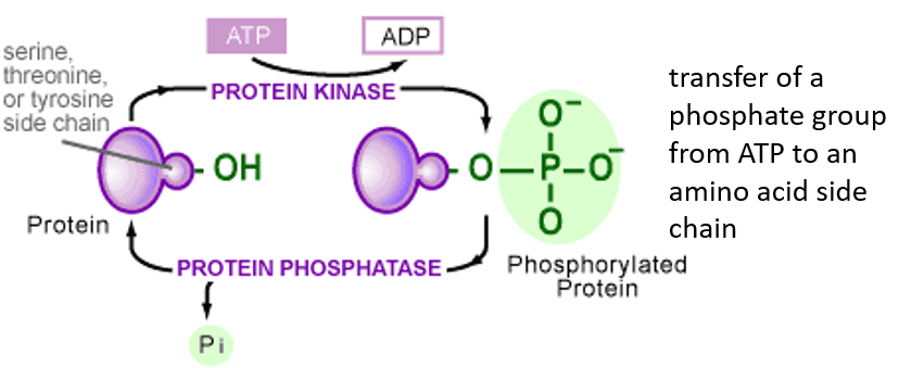 Activity of a Kinase and a Phosphatase