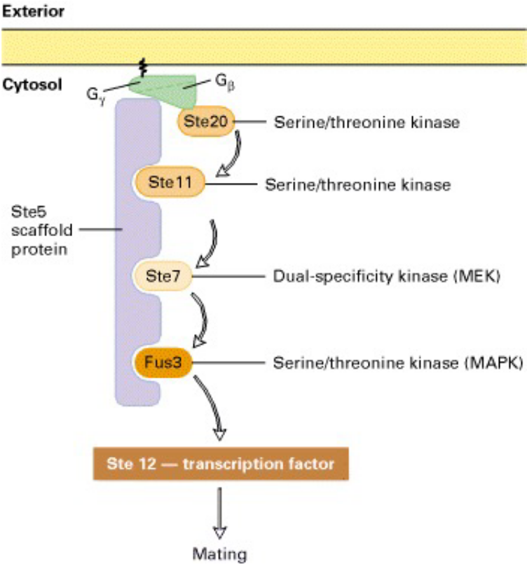 Kinase Cascade Pathway