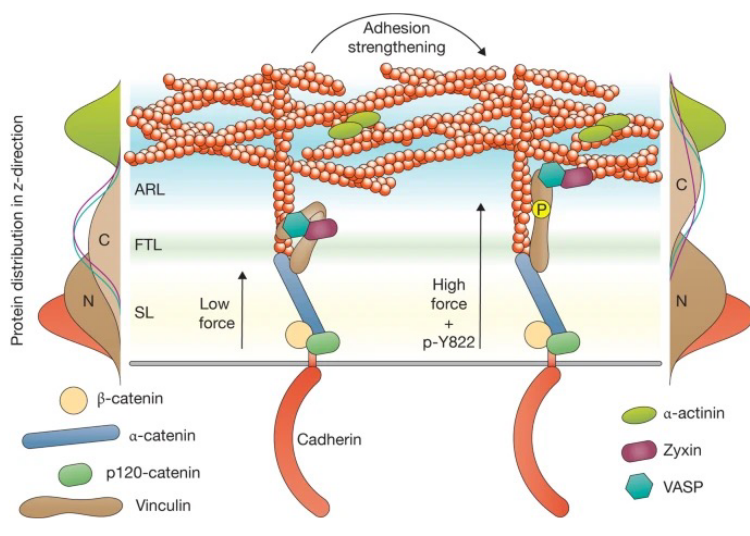 Vinculin Linking