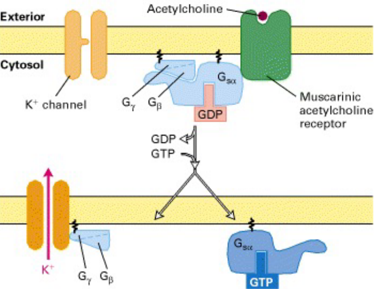 Slowing of Heart Contractions via Muscarinic Acetylcholine Receptor in the Heart