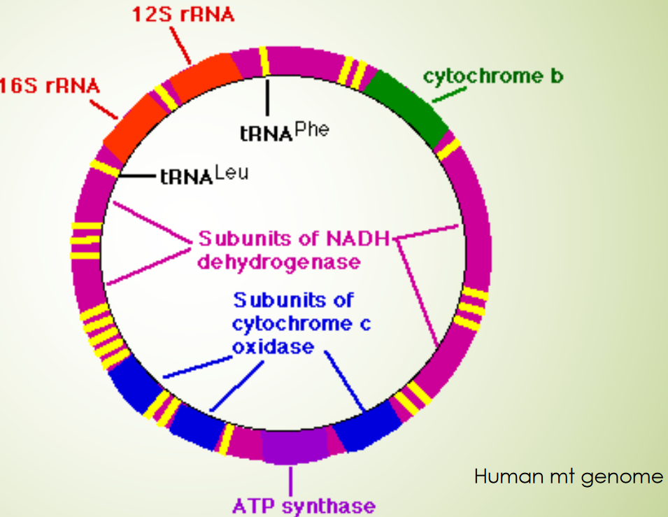 Human Mitochondrial DNA Map