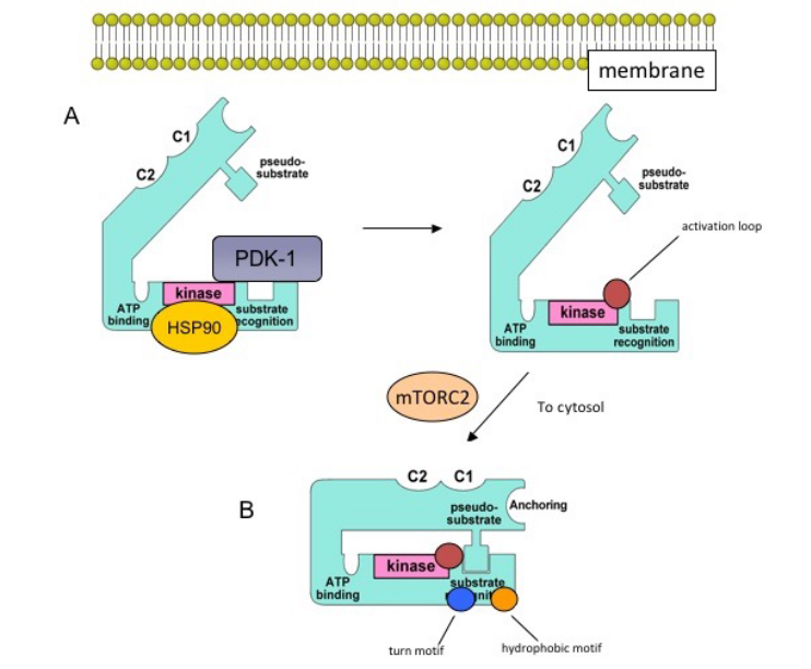 PKC Maturation Model