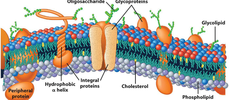 Textbook Depiction of a Biological Membrane