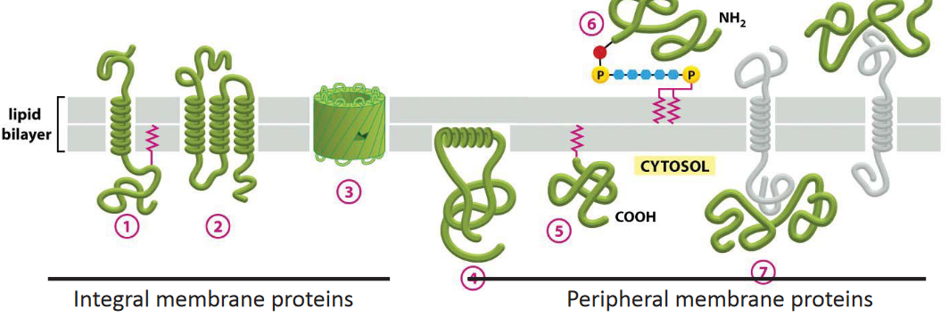 Several Membrane Proteins