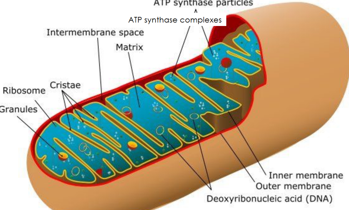 Anatomy of a Mitochondria