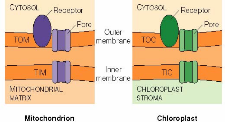 Protein Complexes on the Outer and the Inner Membranes