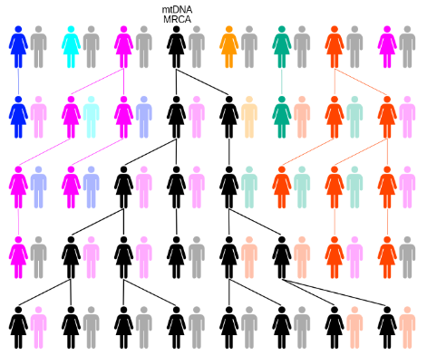 Tracing Ancestors Using Mitochondrial DNA