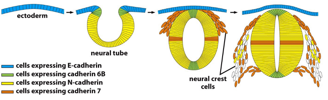 Formation of the Nervous System in Terms of Cadherins