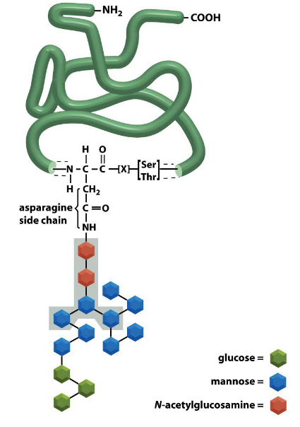 N-Glycosylation