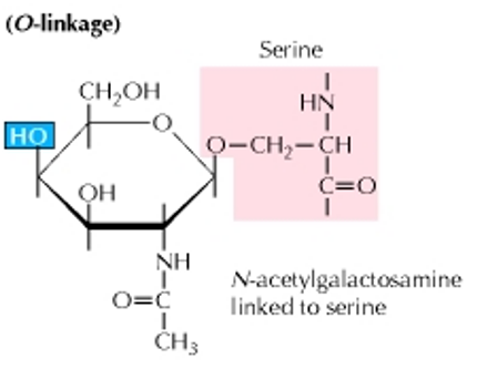 An O-Linked Glycoprotein