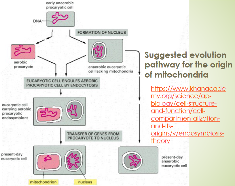 Origin of Mitochondria