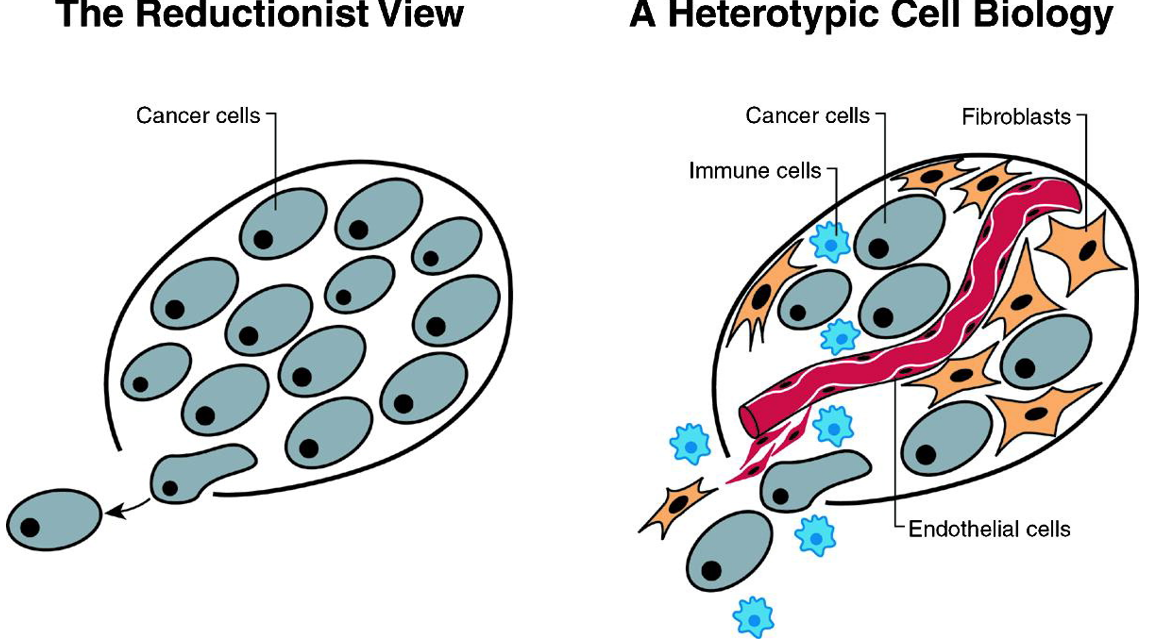 Two Perspectives on a Cancer Cell