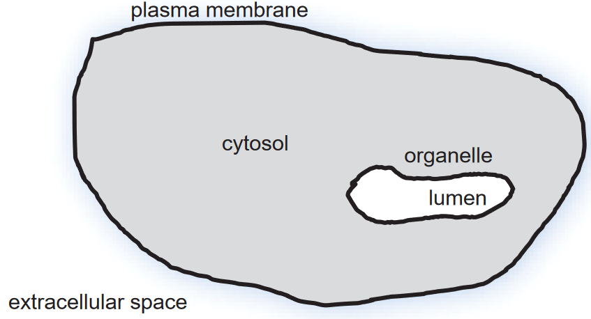 Topology of a Cell