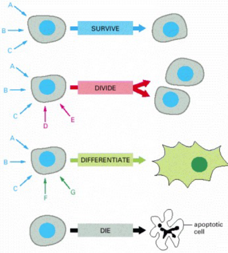 Possible Reactions of Cells to Signals