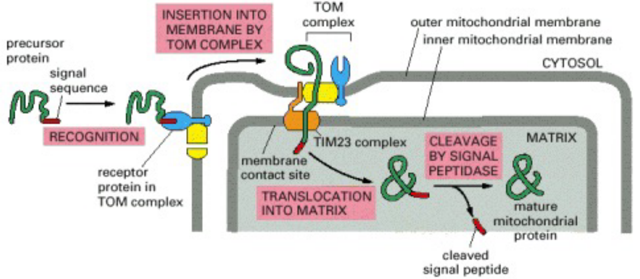 Schematic of Protein Import into the Mitochondria