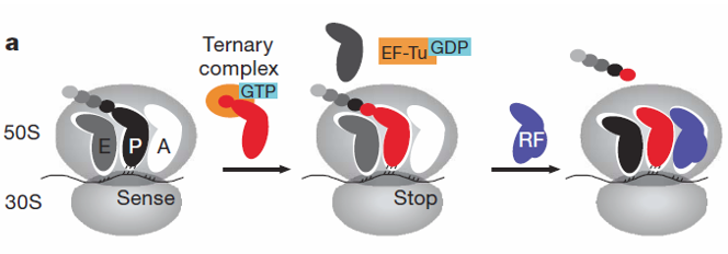 More on the Induced-Fit Model