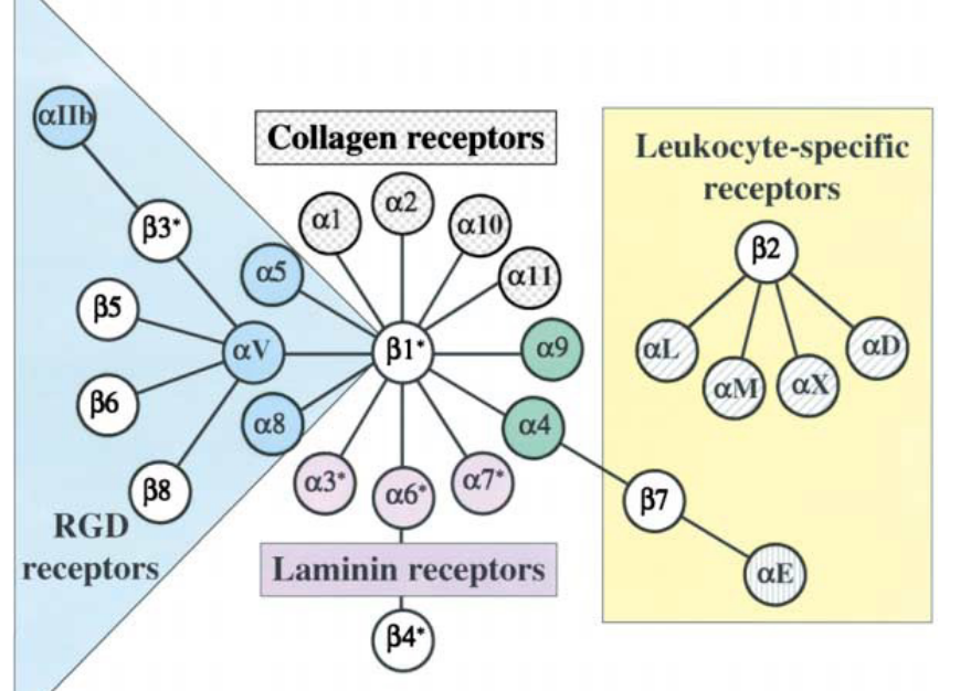 Family of Integrin Receptors