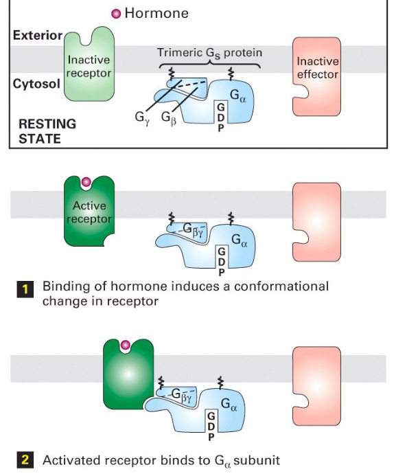 Steps 1 - 3 of Trimeric G Protein Activation