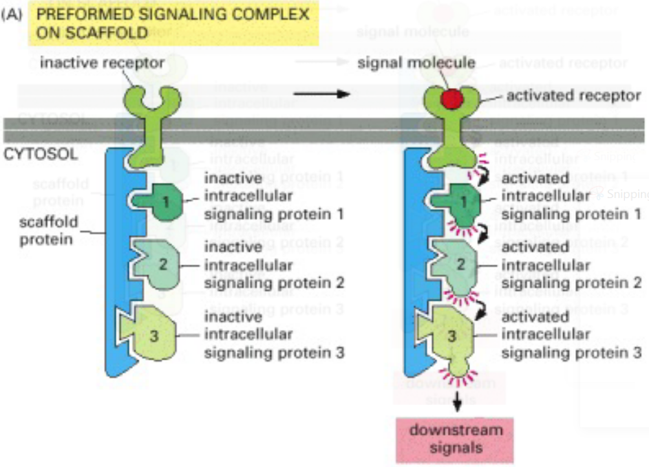 More Examples of Signalling Networks (Involving a Scaffold)