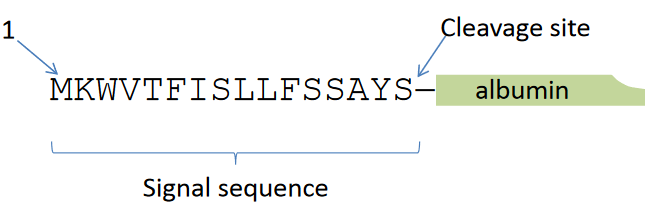 Example of a Signal Sequence