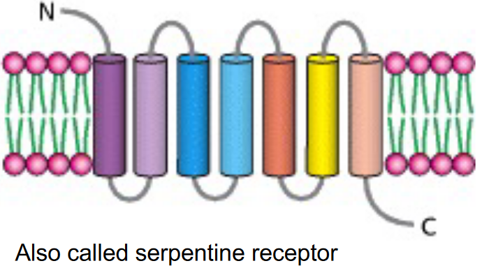 A 7-Transmembrane Receptor