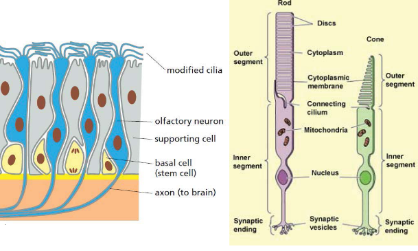 Short Cilia