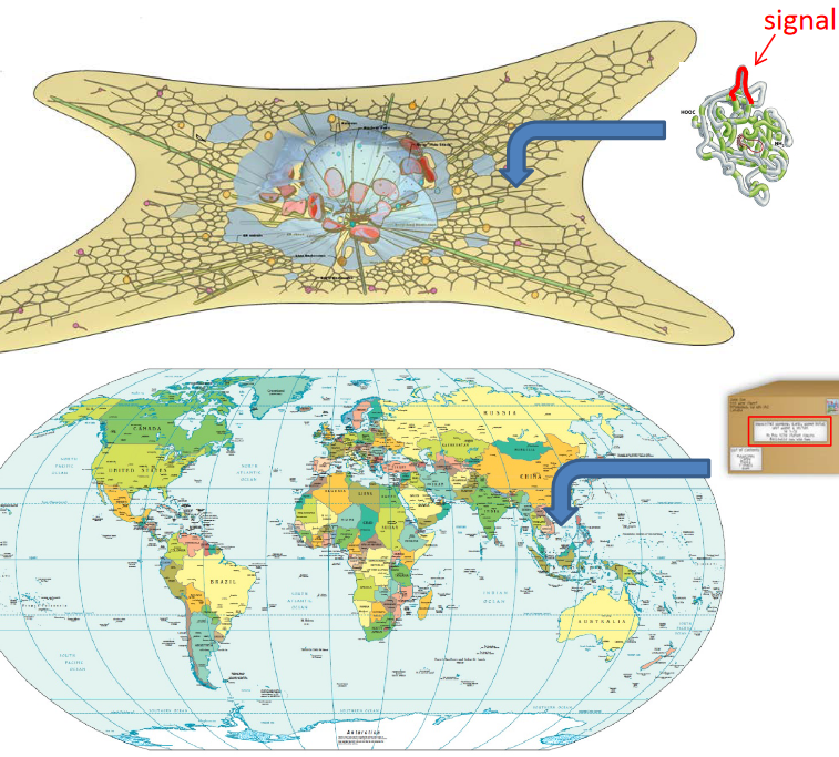 Analogy of the Signal Hypothesis