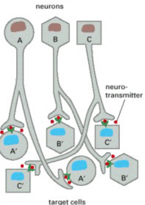 Synaptic Signalling Illustrated