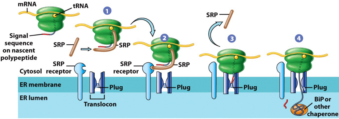 Synthesis of Secretory Proteins in the Rough Endoplasmic Reticulum