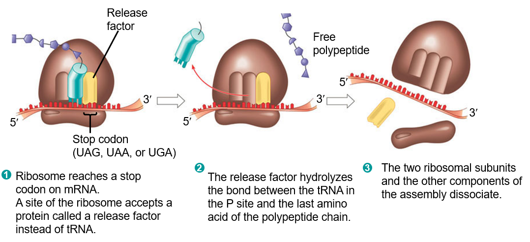 Termination of Protein Synthesis