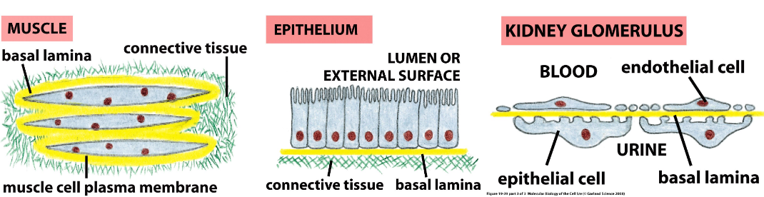 Locations of the Extracellular Matrix