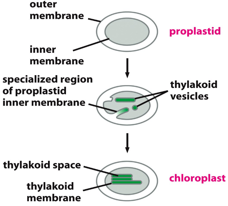 Development of the Thylakoid Membranes