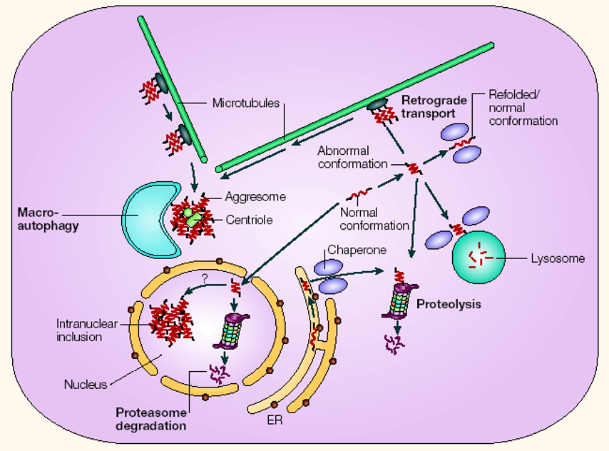 Ways a Cell Deals with Abnormal Proteins