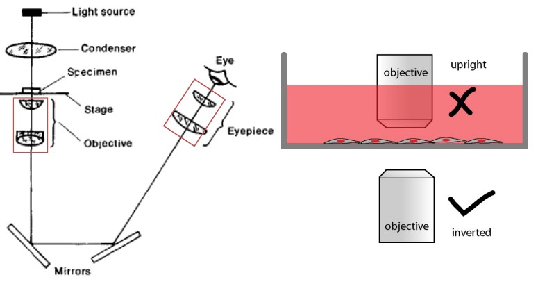 Schematic of an Inverted Microscope