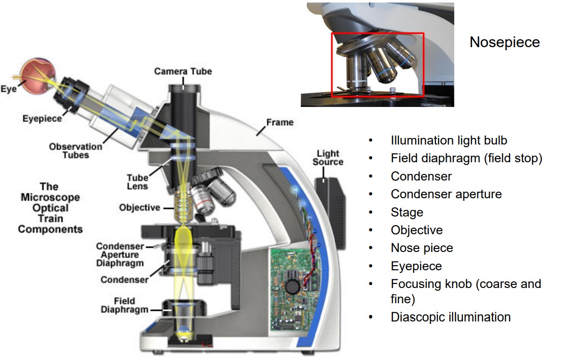 Parts of a Standard Compound Microscope