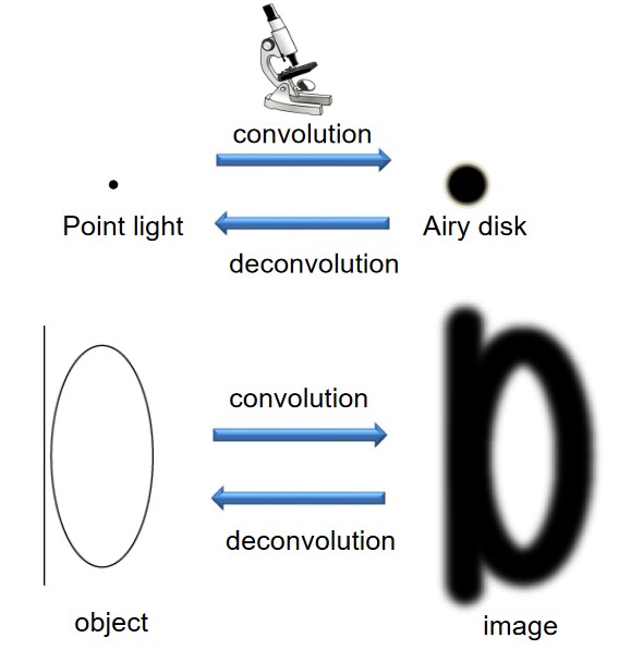 Differences Between Convolution and Deconvolution
