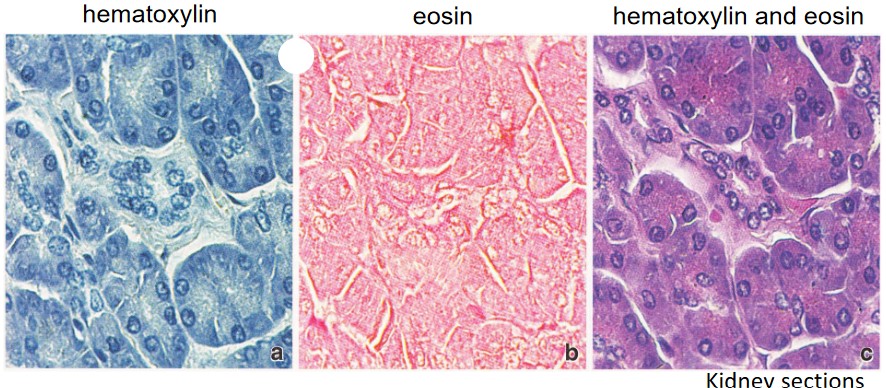 H&E Staining