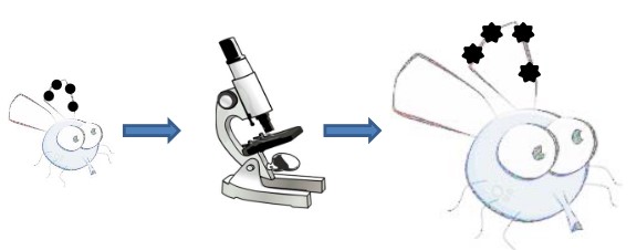 Image Formation in Microscopy