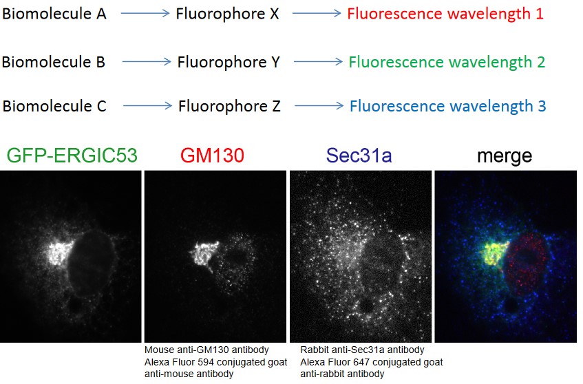 Multi-Color Labelling in Fluorescence Microscopy