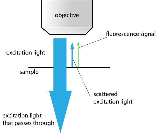 Passage of Light in an Epi-Fluorescence Microscopy