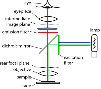 Filters in Epi-Fluorescence Microscopy