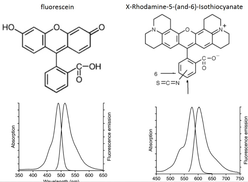 Examples of Fluorophores Used in Fluorescence Microscopy