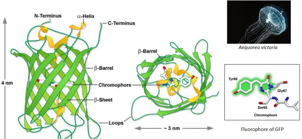 Tertiary Structure of a GFP