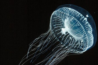 Fluorescence in a Jellyfish