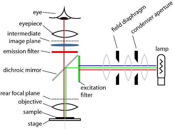 Planes in Epi-Fluoresence Microscopy