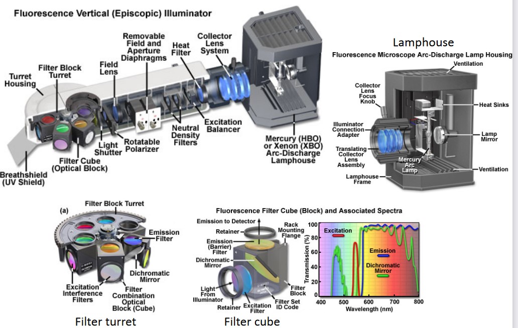 Optical Train of Epi-Fluorescence Microscopy