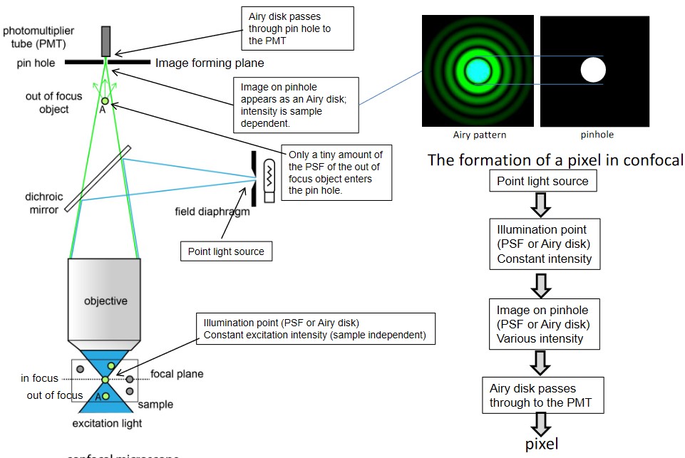 Confocal Microscopes Reducing Out-of-Focus Blurs